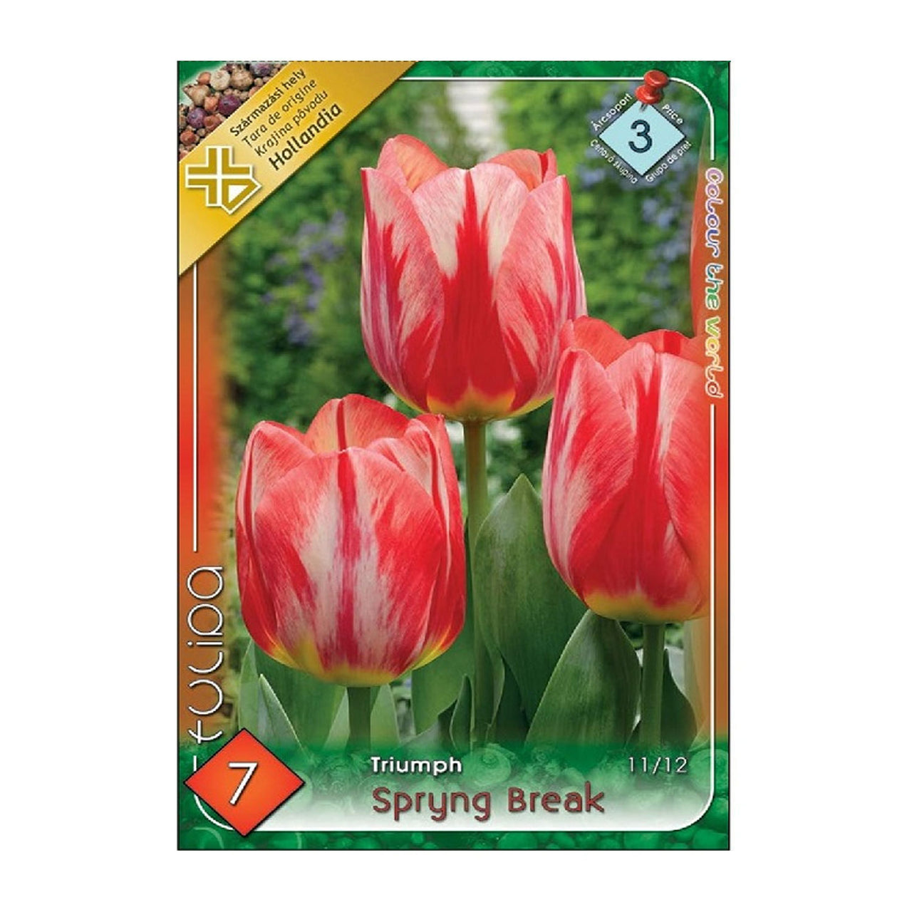 Bulbi Lalele Spryng Break 7 buc