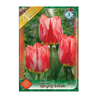 Thumbnail for Bulbi Lalele Spryng Break 7 buc