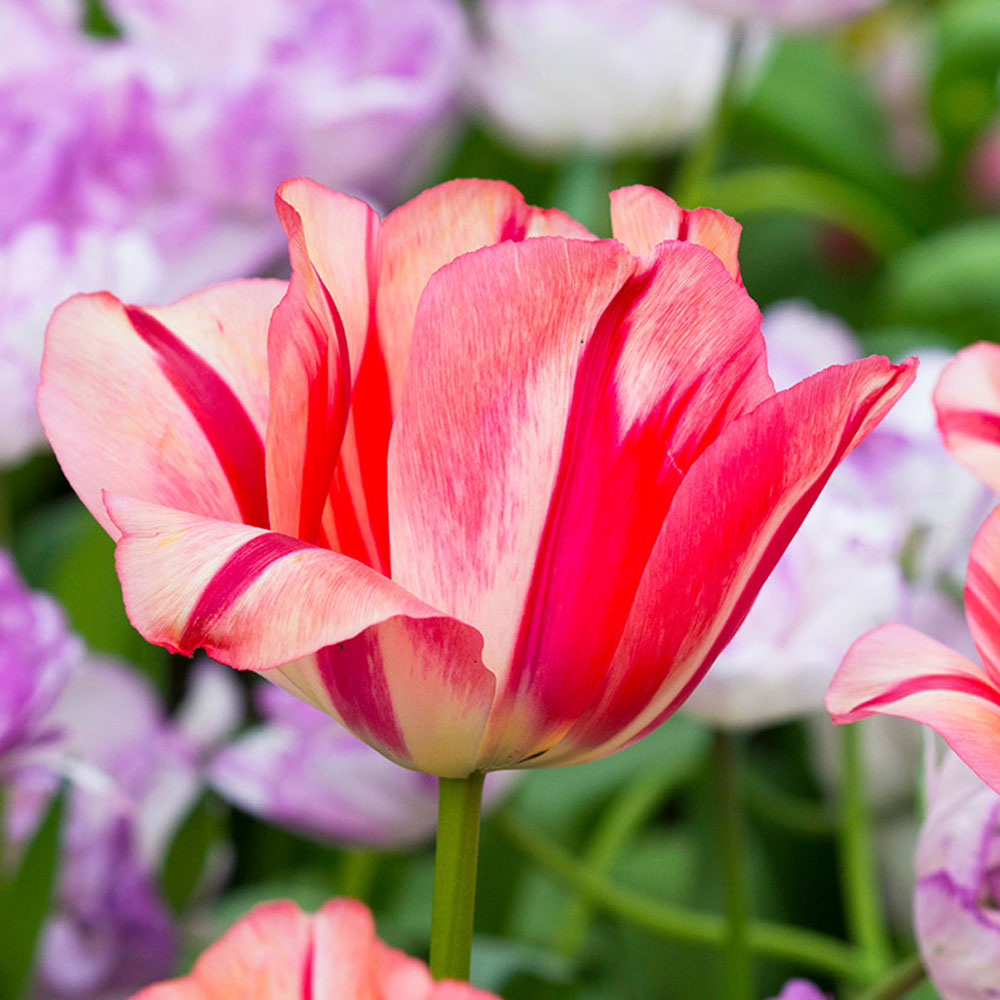 Bulbi Lalele Spryng Break 7 buc