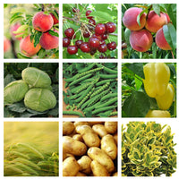 Thumbnail for Insecticid Teppeki (1.5g, 15g)