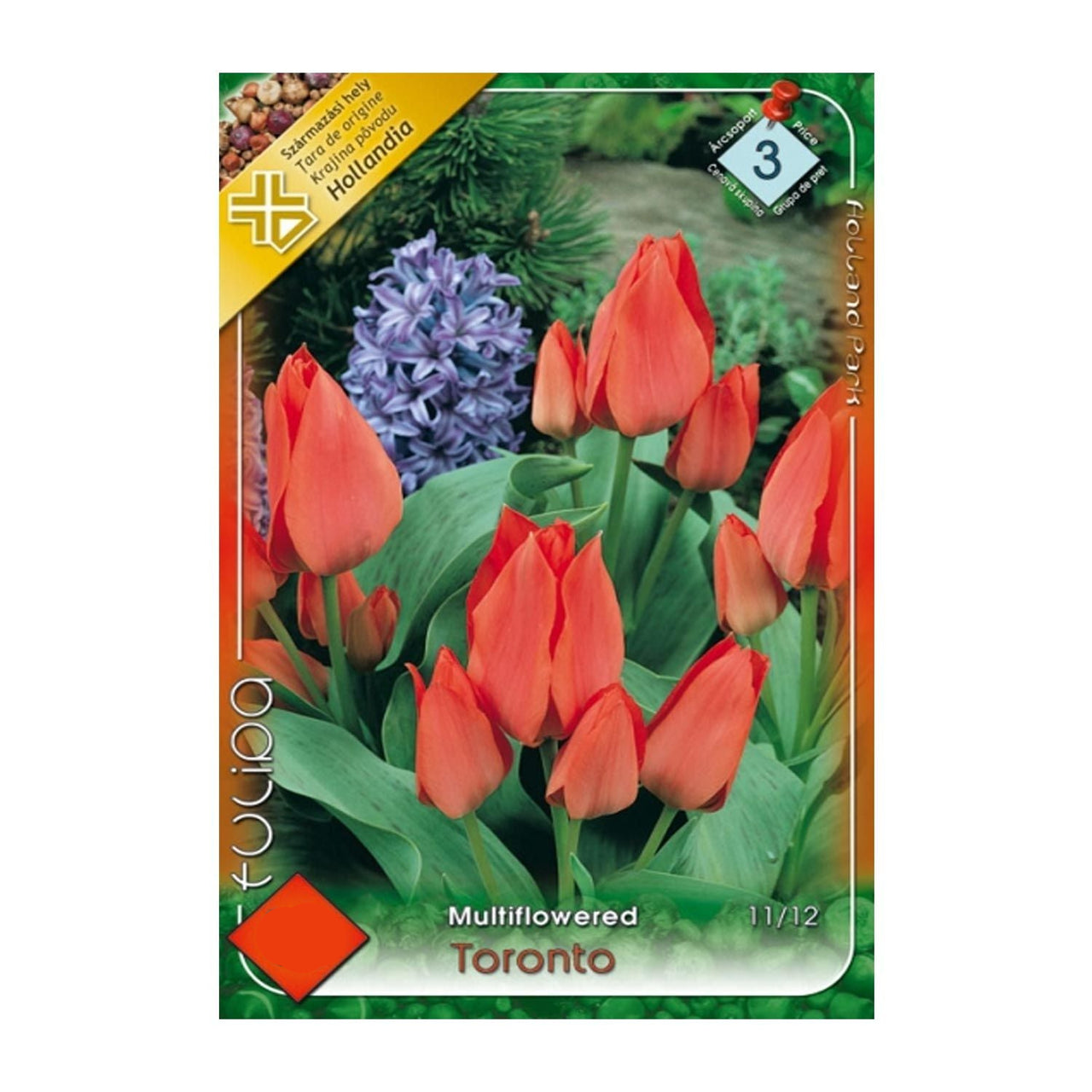 Bulbi Lalele Toronto 10 buc