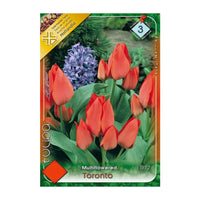 Thumbnail for Bulbi Lalele Toronto 10 buc