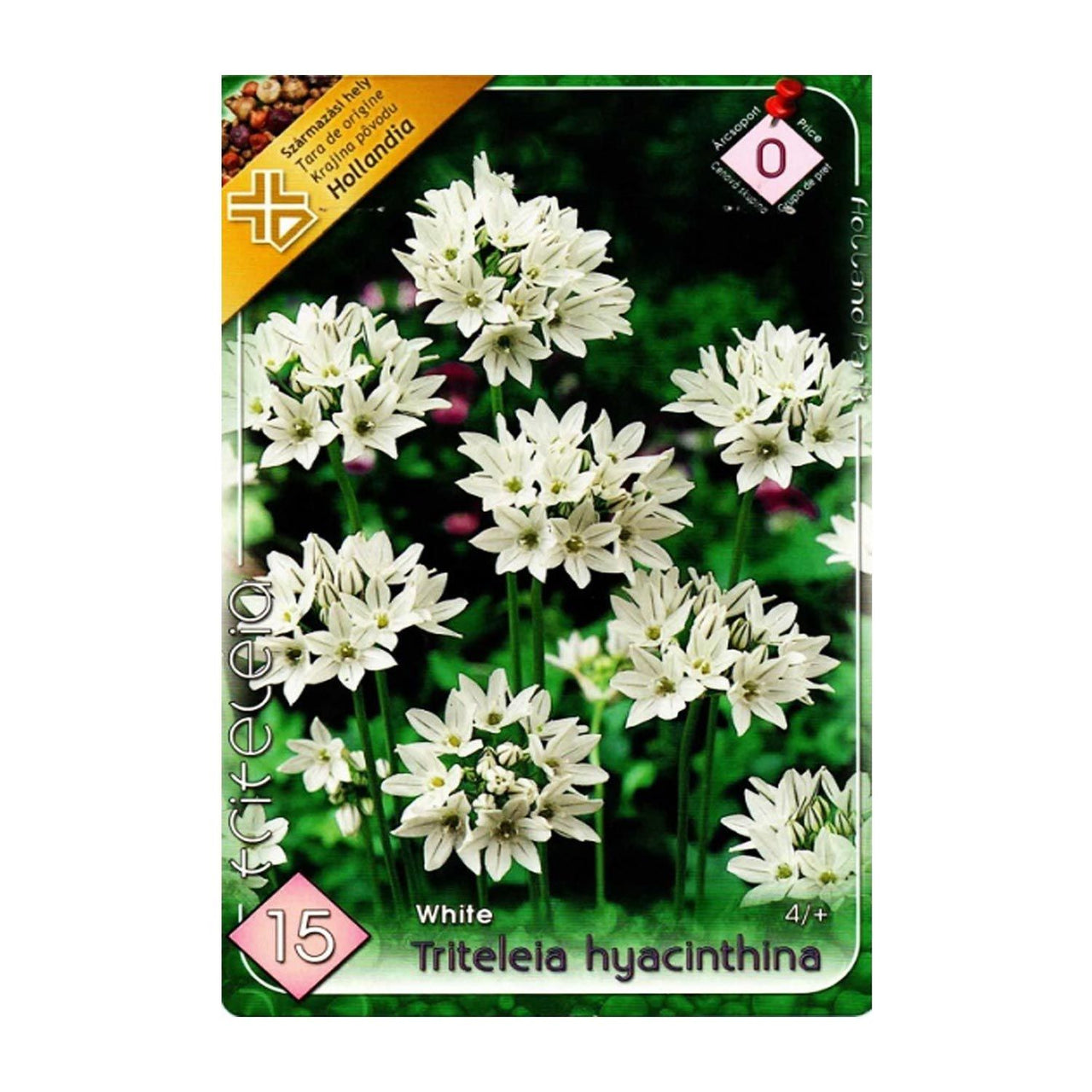 Bulbi Triteleia lactea Hyacinthina 15 buc