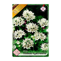 Thumbnail for Bulbi Triteleia lactea Hyacinthina 15 buc