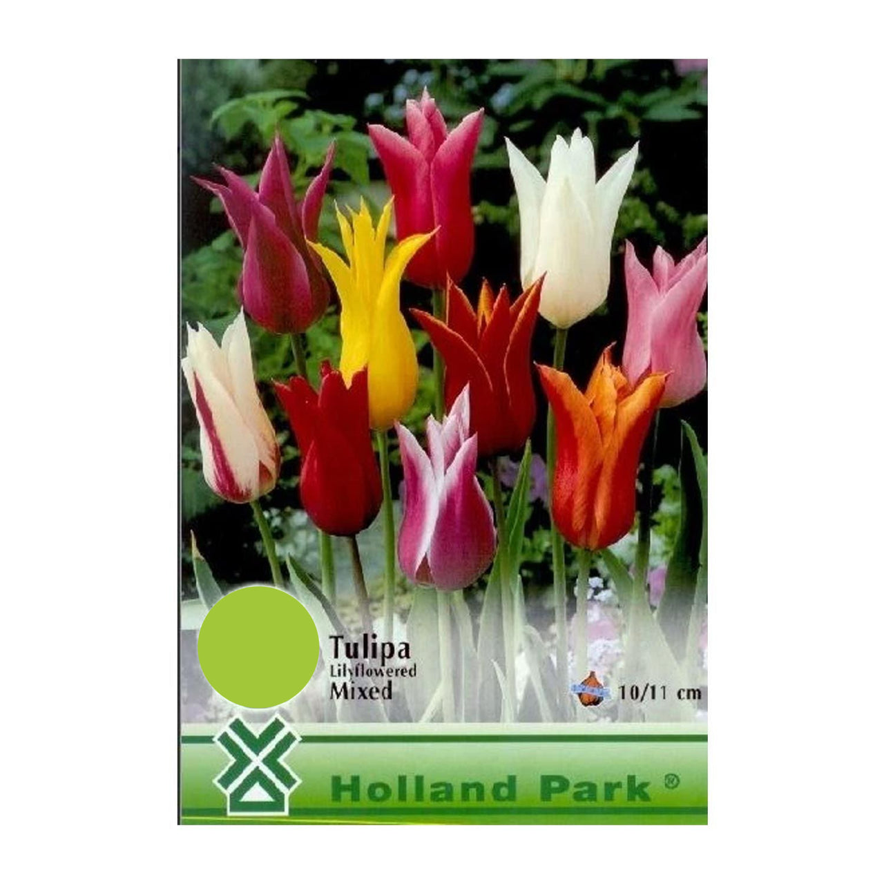 Bulbi Lalele tip crin mix (6 buc, 20 buc)