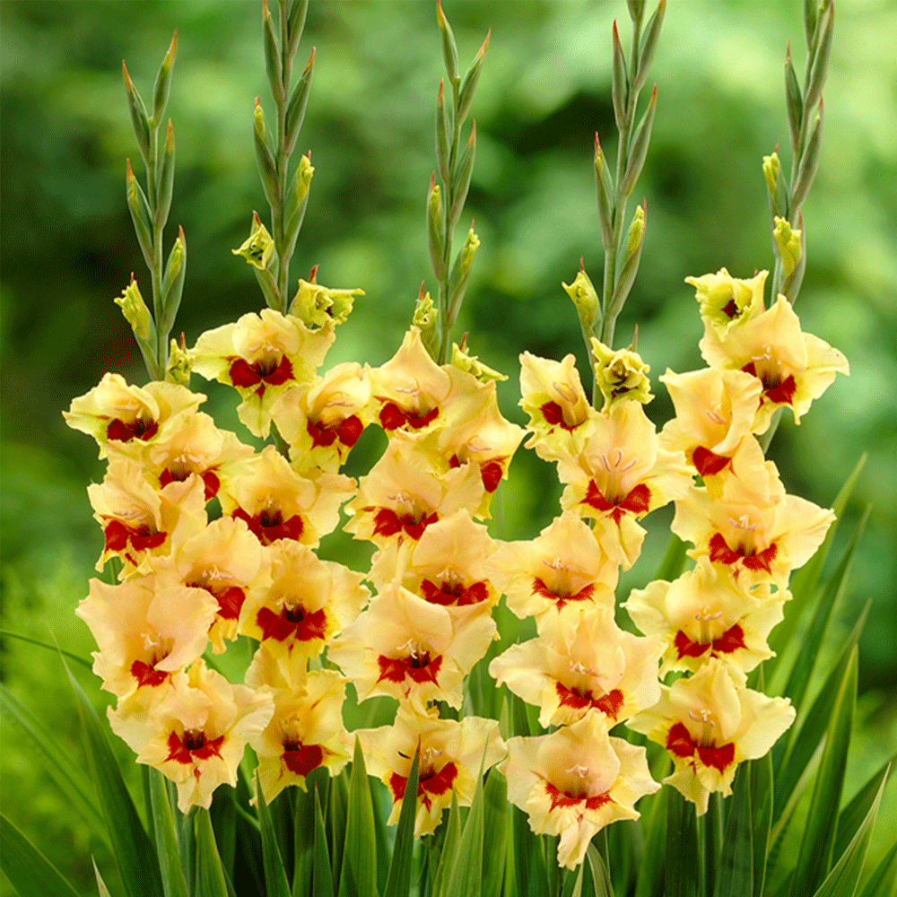 Bulbi Gladiole Safari 10 buc