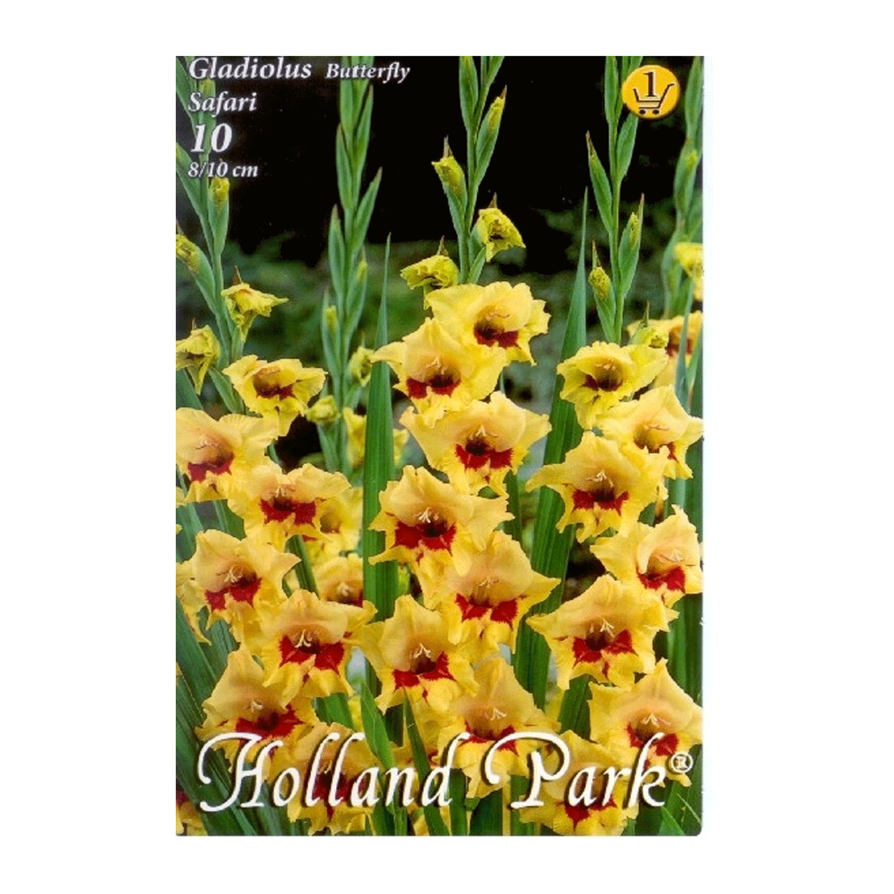 Bulbi Gladiole Safari 10 buc