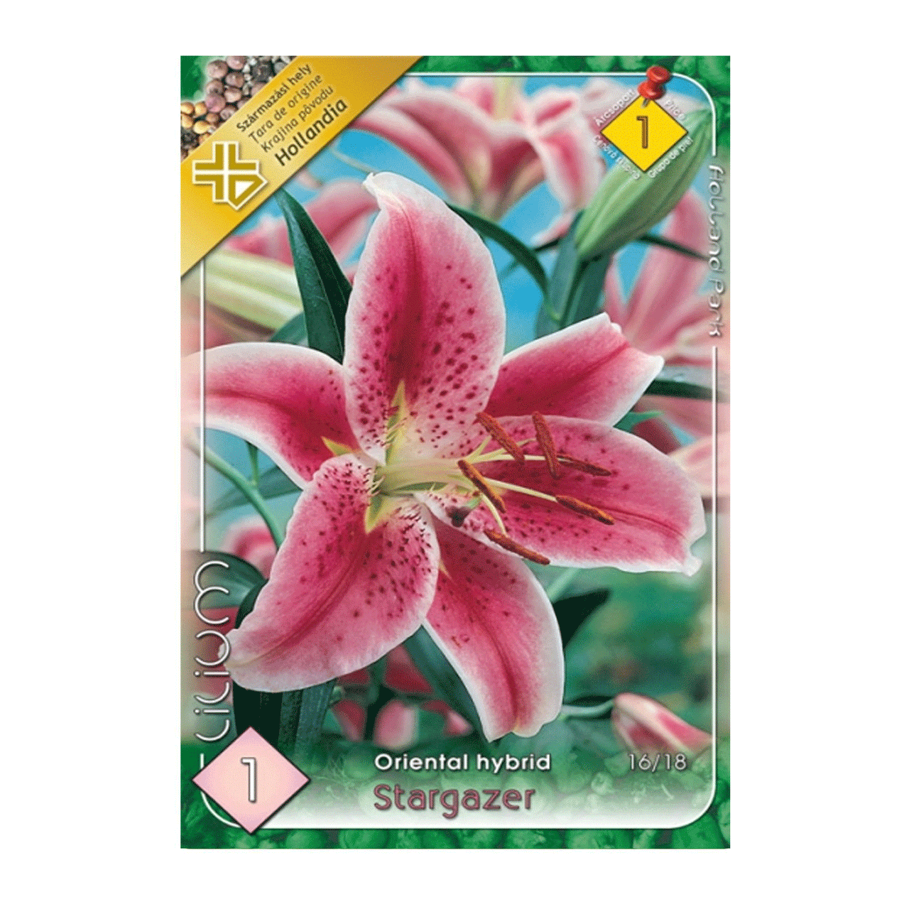 Bulbi Crini Star Gazer 1 buc