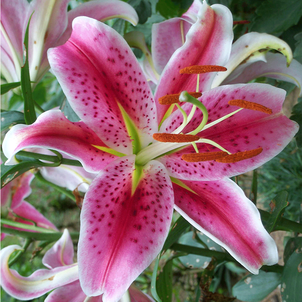 Bulbi Crini Star Gazer 1 buc