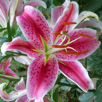 Thumbnail for Bulbi Crini Star Gazer 1 buc