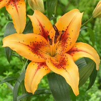 Thumbnail for Bulbi Crini Hotel California 1 buc