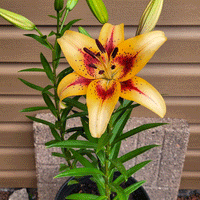 Thumbnail for Bulbi Crini Hotel California 1 buc