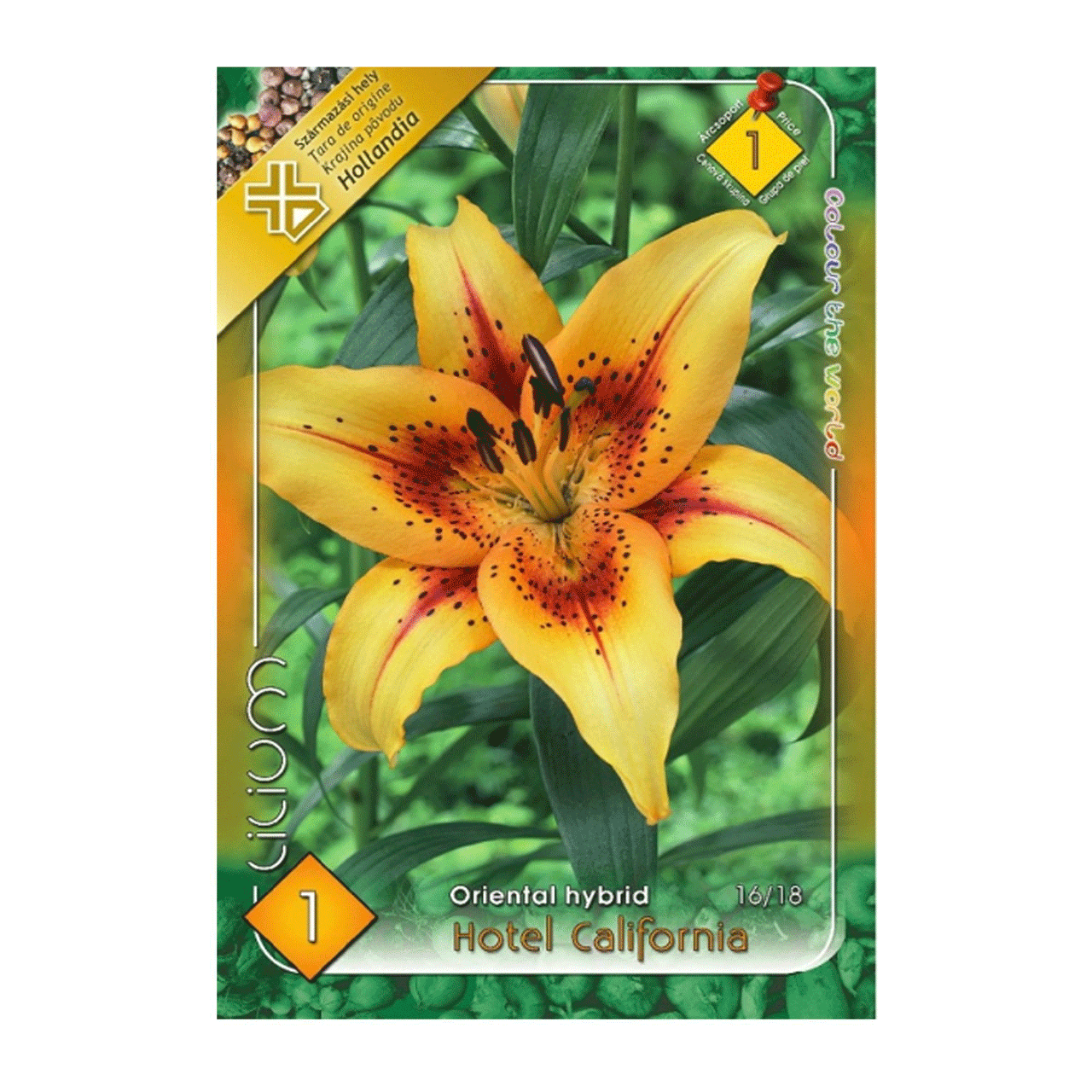 Bulbi Crini Hotel California 1 buc