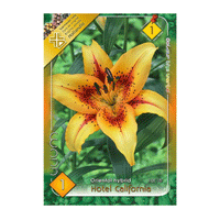 Thumbnail for Bulbi Crini Hotel California 1 buc