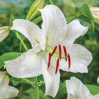 Thumbnail for Bulbi Crini Siberia 1 buc