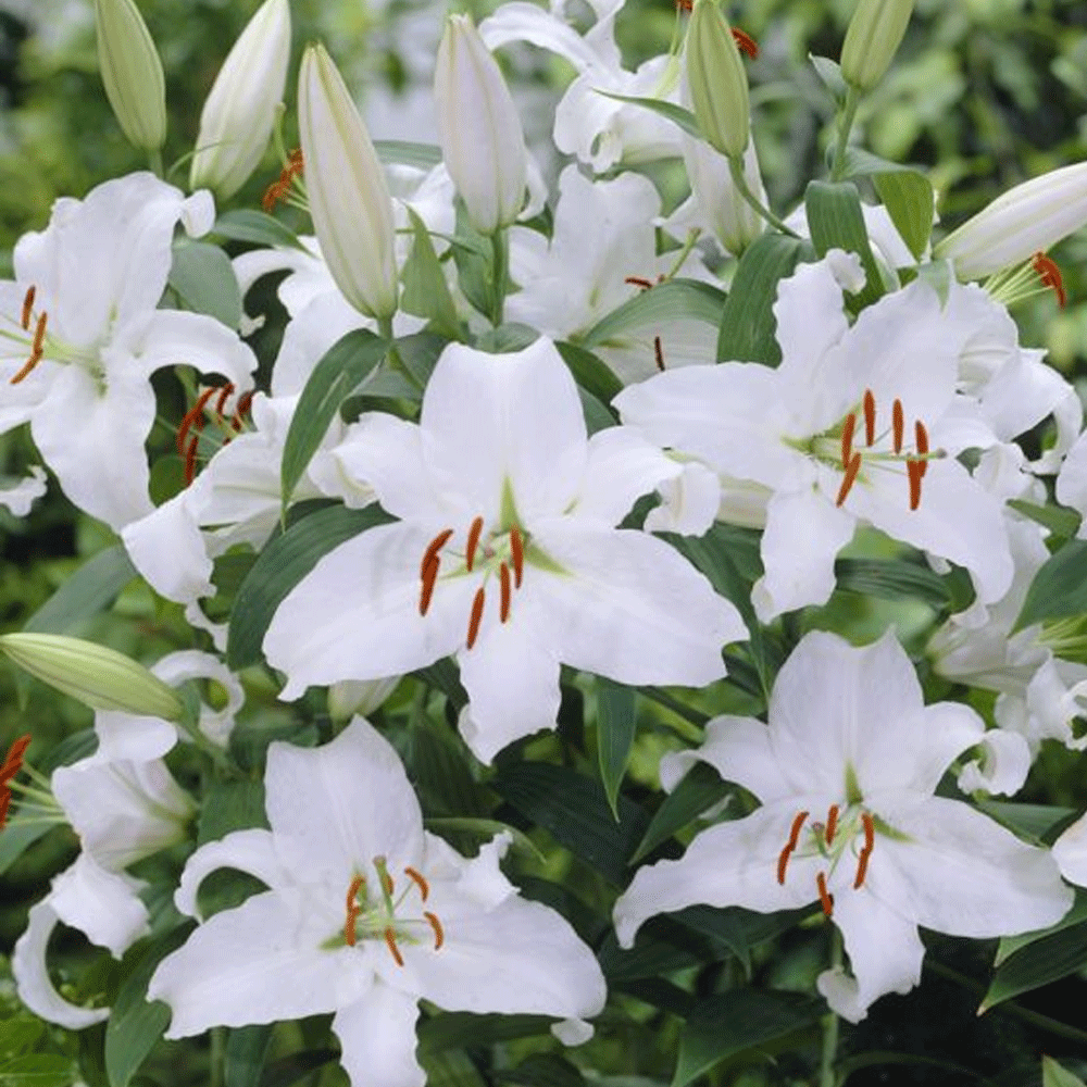 Bulbi Crini Siberia 1 buc