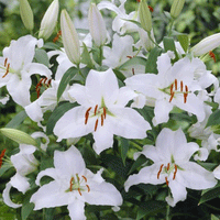 Thumbnail for Bulbi Crini Siberia 1 buc