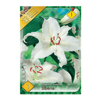 Thumbnail for Bulbi Crini Siberia 1 buc