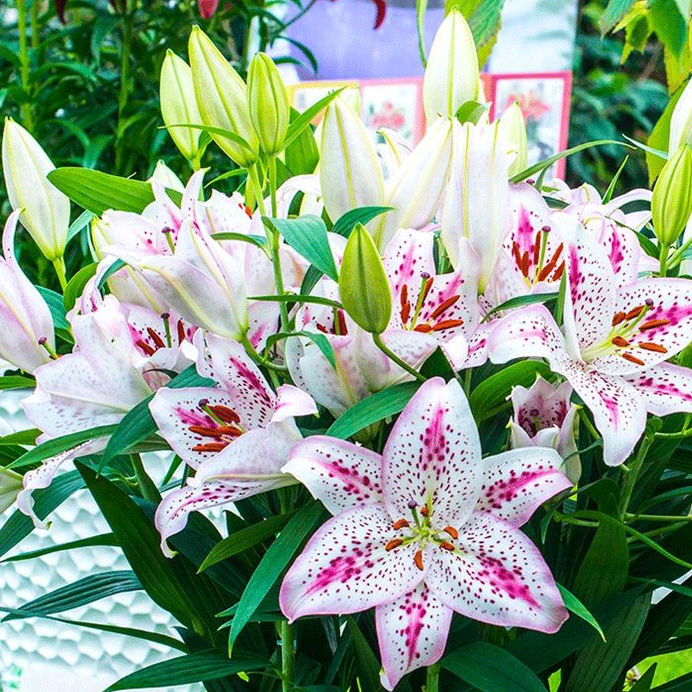 Bulbi Crini Solution 1 buc