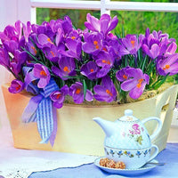 Thumbnail for Bulbi Crocusi Flower Record 8 buc