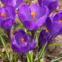 Thumbnail for Bulbi Crocusi Flower Record 8 buc