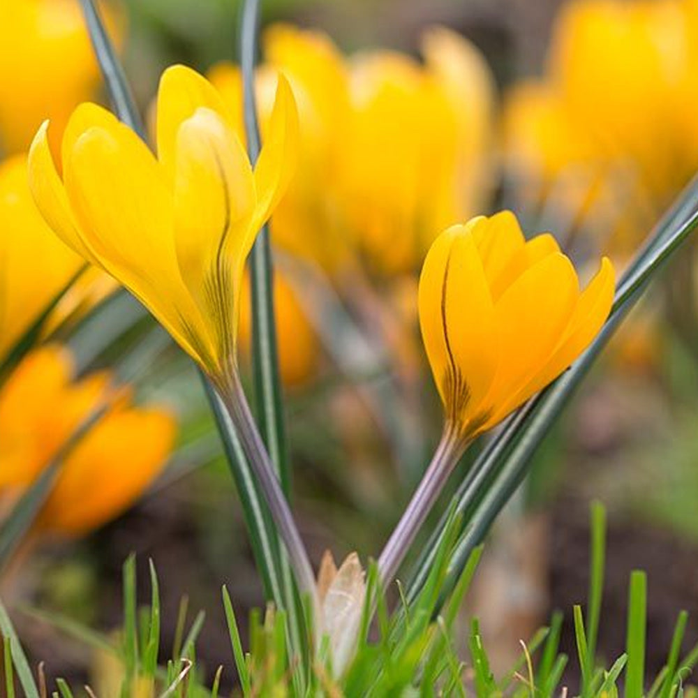 Bulbi Crocusi Large Yellow 6 buc