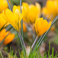 Thumbnail for Bulbi Crocusi Large Yellow 6 buc