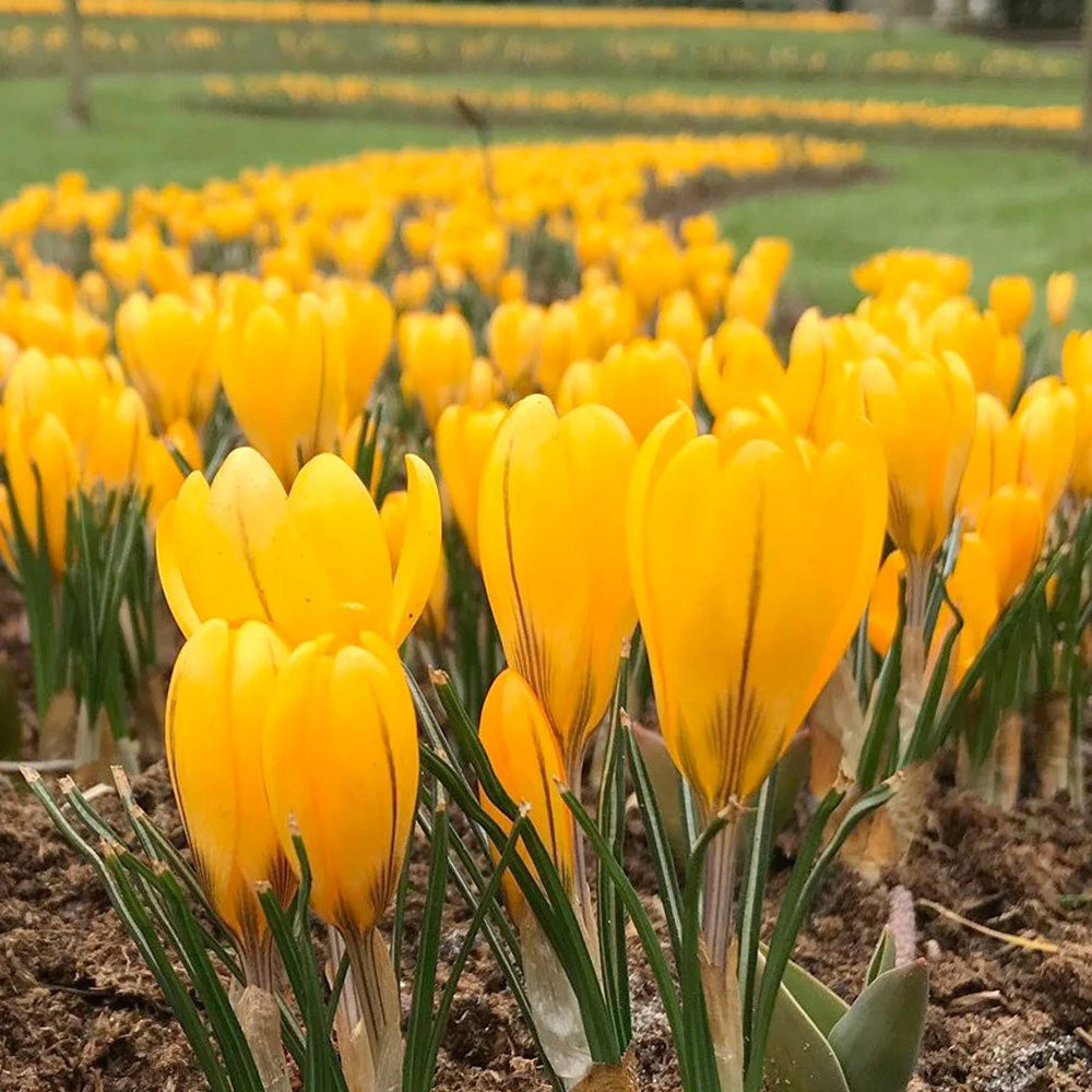 Bulbi Crocusi Large Yellow 6 buc