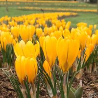 Thumbnail for Bulbi Crocusi Large Yellow 6 buc
