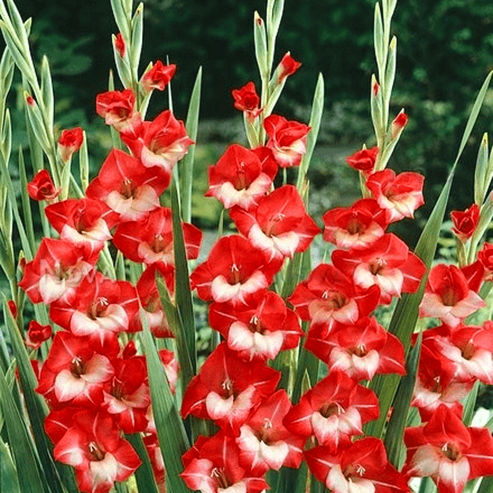 Bulbi Gladiole Mademoiselle de Paris 10 buc