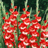 Thumbnail for Bulbi Gladiole Mademoiselle de Paris 10 buc