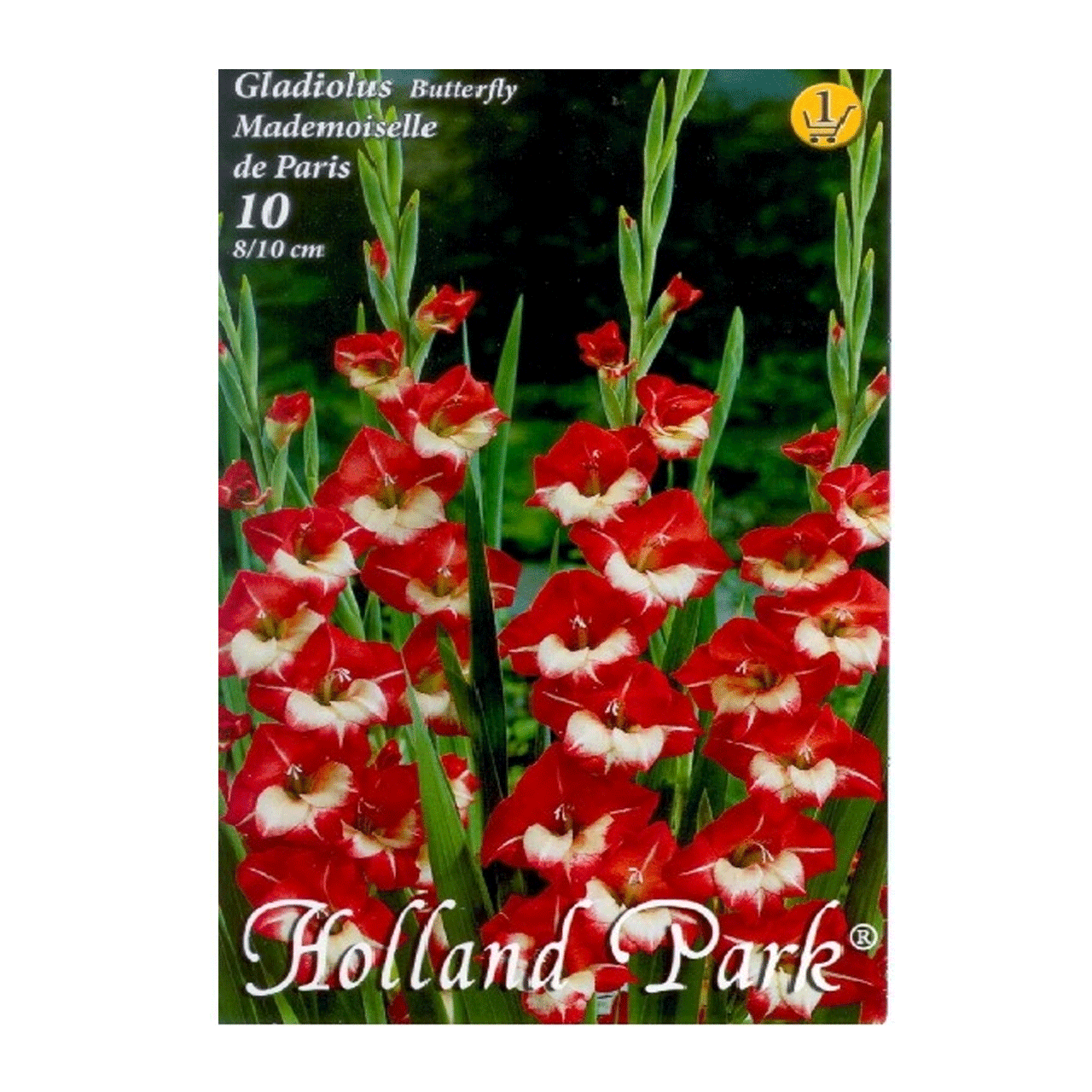 Bulbi Gladiole Mademoiselle de Paris 10 buc