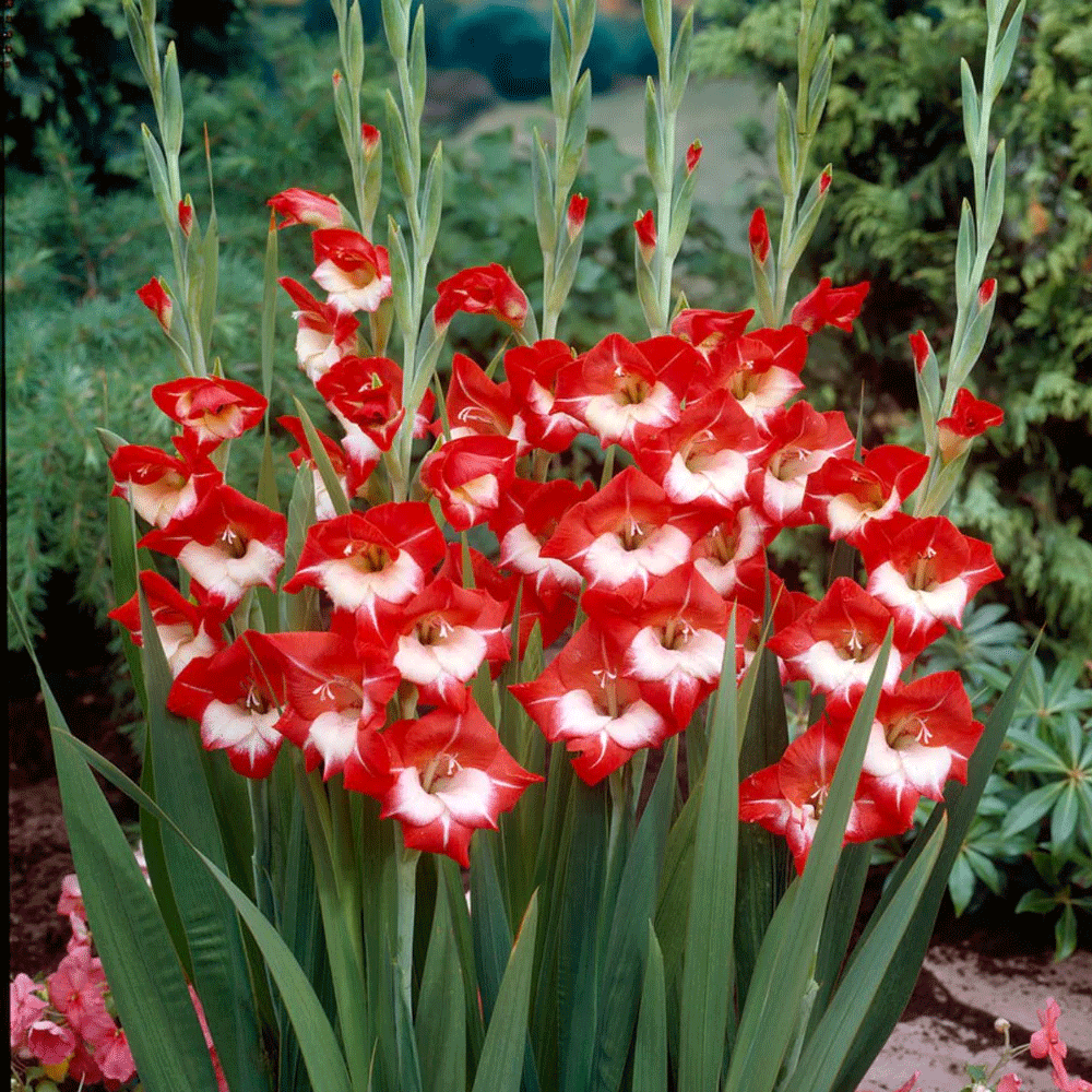 Bulbi Gladiole Mademoiselle de Paris 10 buc