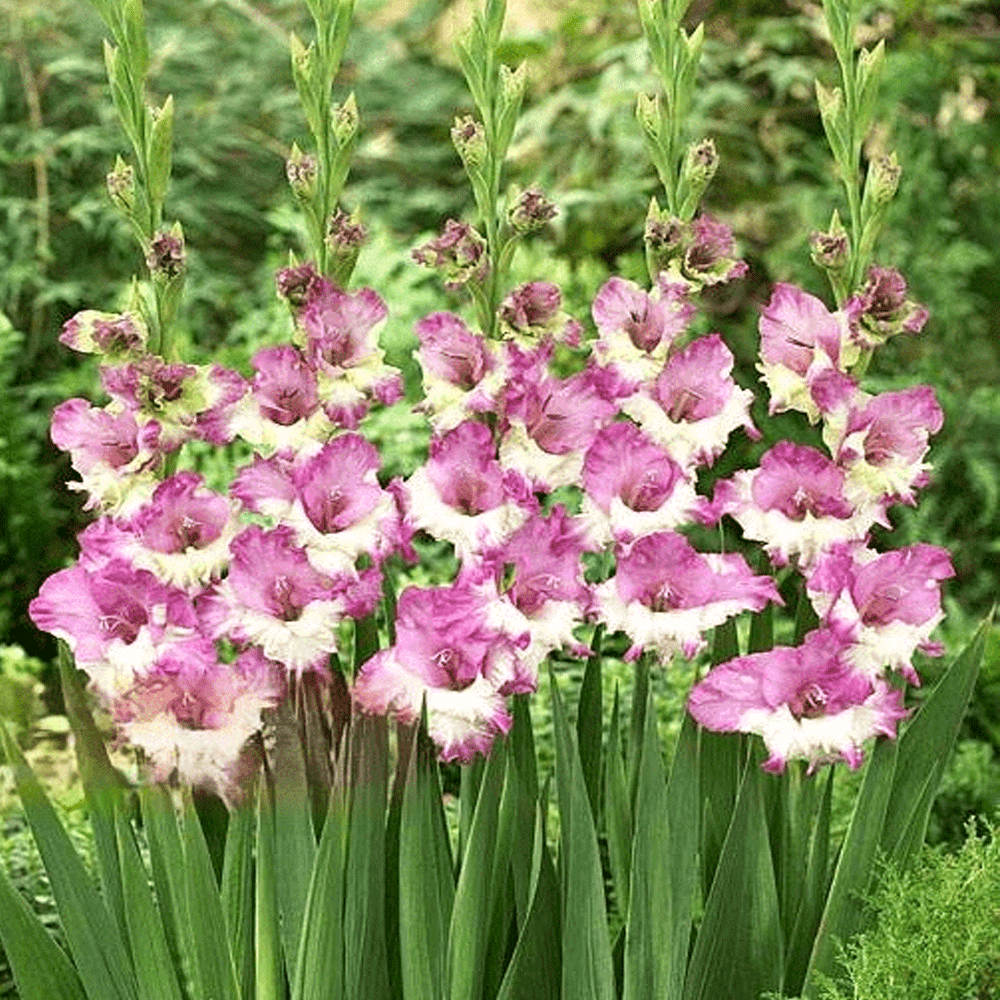 Bulbi Gladiole Maggie 10 buc