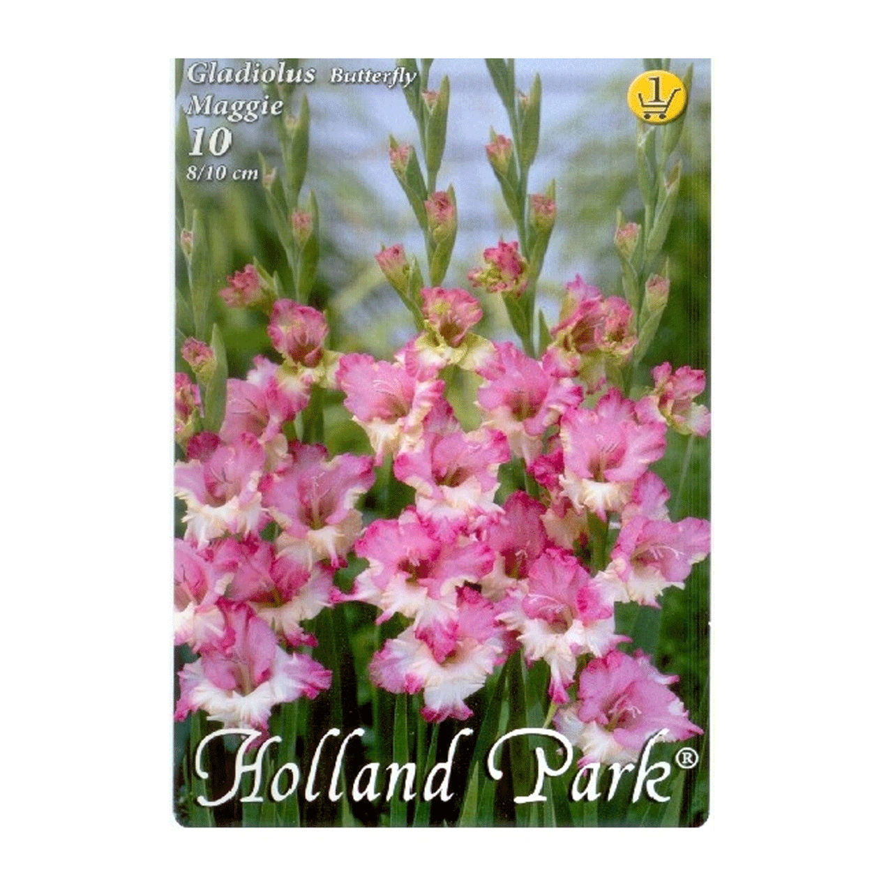 Bulbi Gladiole Maggie 10 buc