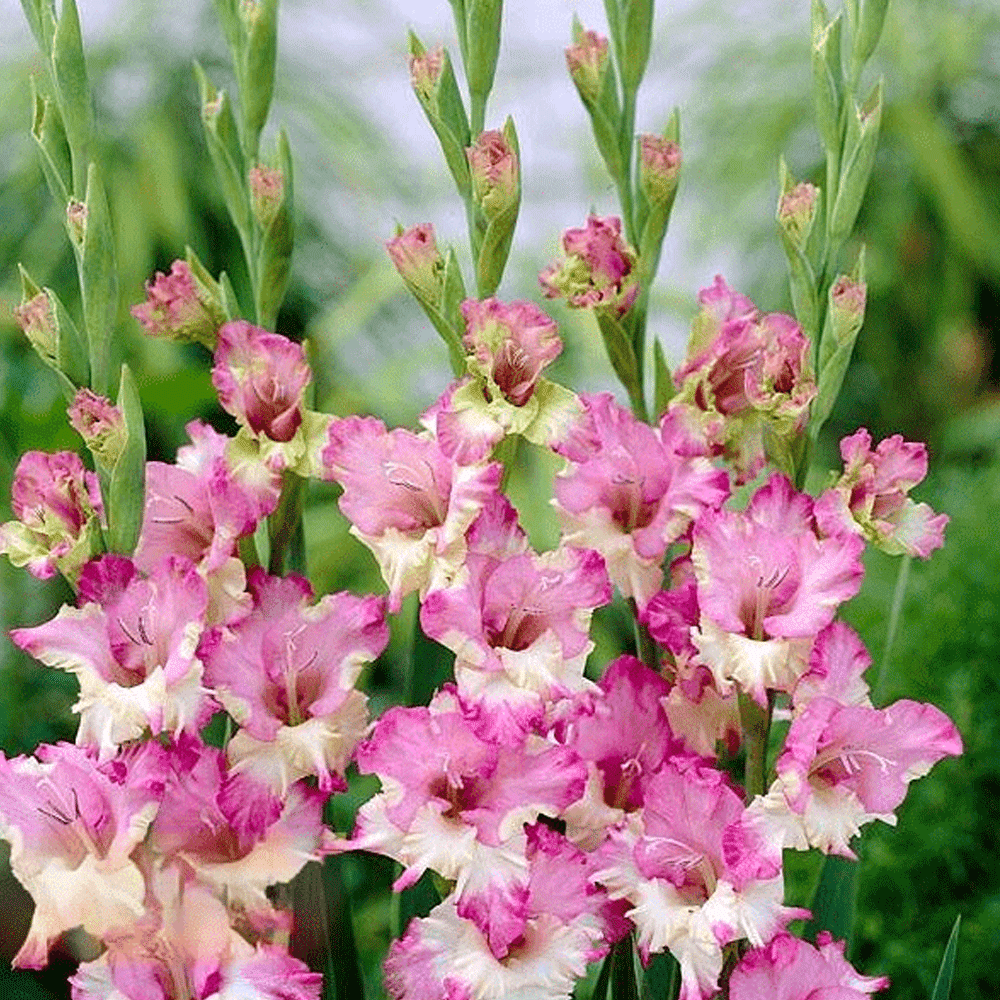 Bulbi Gladiole Maggie 10 buc