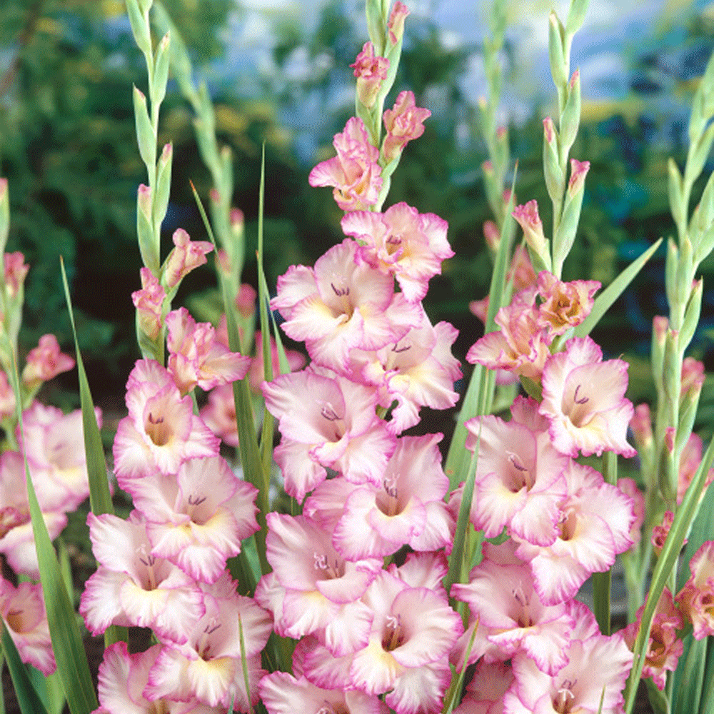 Bulbi Gladiole Priscilla 10 buc