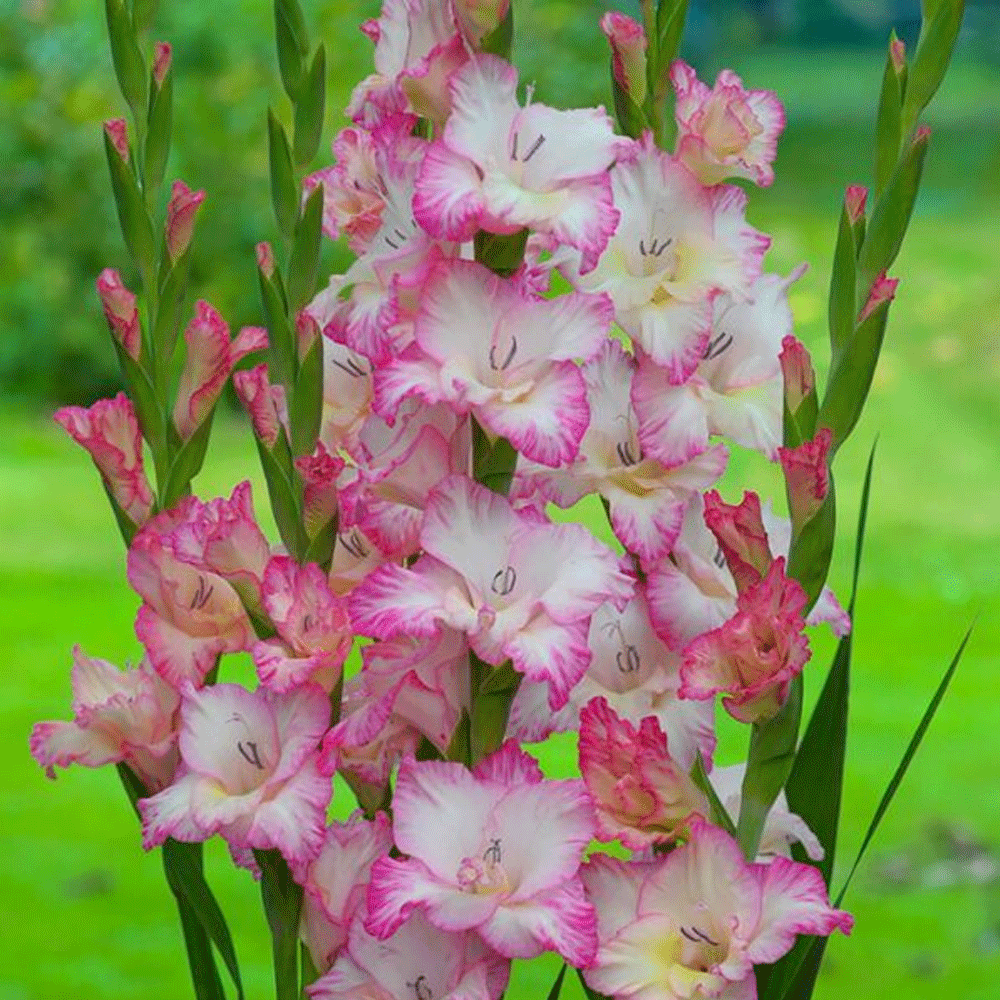 Bulbi Gladiole Priscilla 10 buc