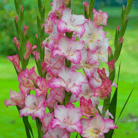 Thumbnail for Bulbi Gladiole Priscilla 10 buc