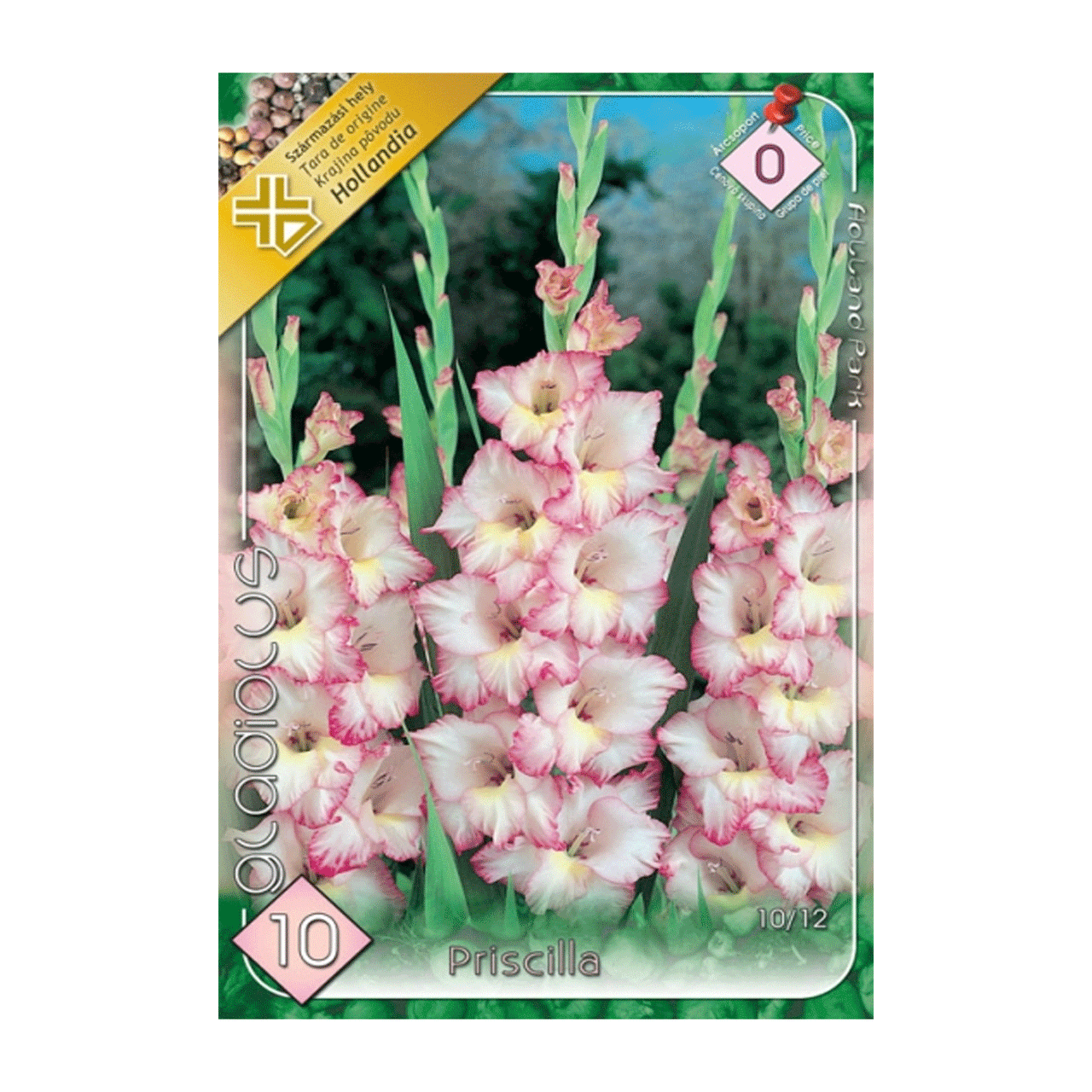 Bulbi Gladiole Priscilla 10 buc