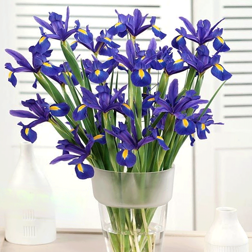 Bulbi Iris Blue Magic 10 buc