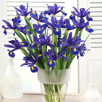 Thumbnail for Bulbi Iris Blue Magic 10 buc