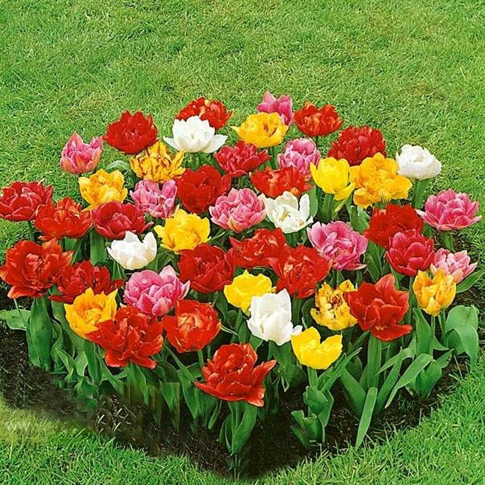 Bulbi Lalele Double Early Mixed 7 buc