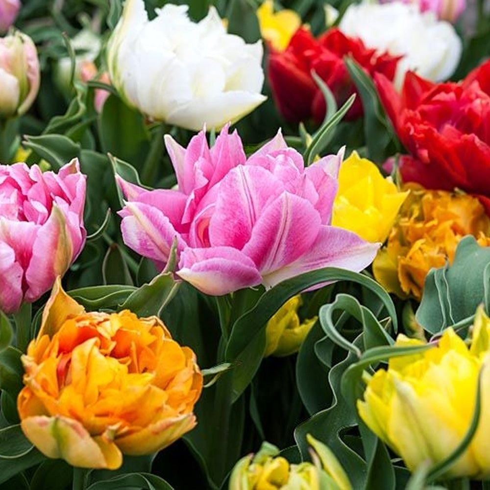 Bulbi Lalele Double Early Mixed 7 buc