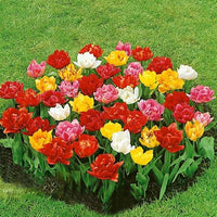 Thumbnail for Bulbi Lalele Double Early Mixed 7 buc