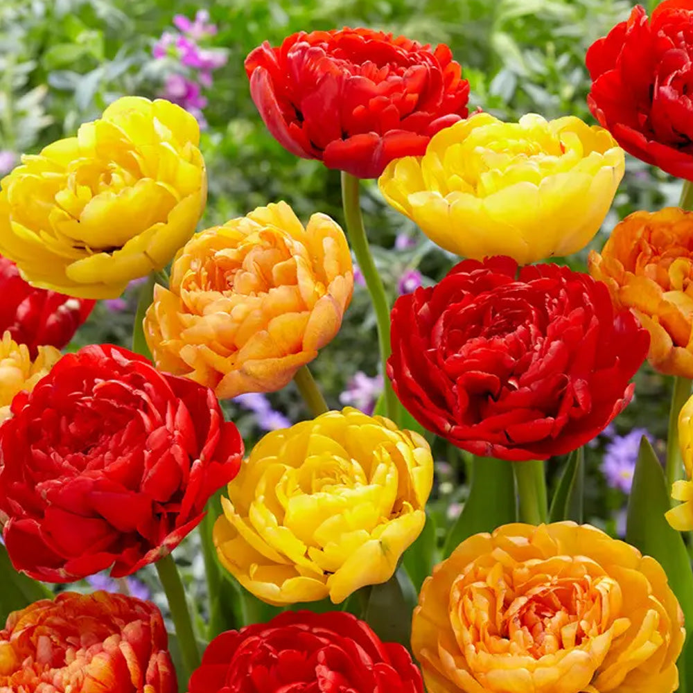 Bulbi Lalele Duble Duo Rosu si Galben 6 buc