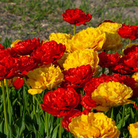 Thumbnail for Bulbi Lalele Duble Duo Rosu si Galben 6 buc