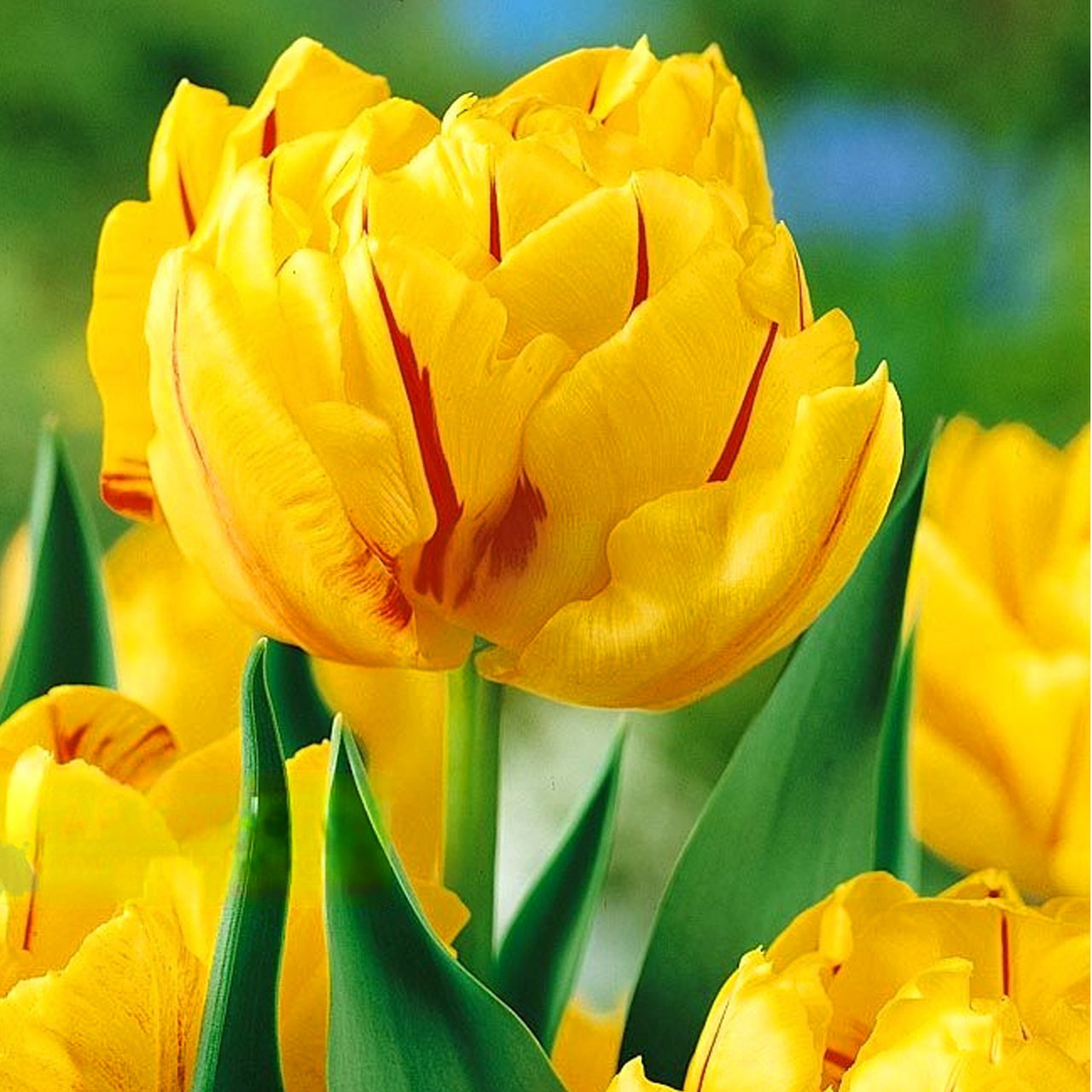 Bulbi Lalele Monsella 6 buc