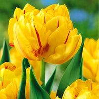 Thumbnail for Bulbi Lalele Monsella 6 buc