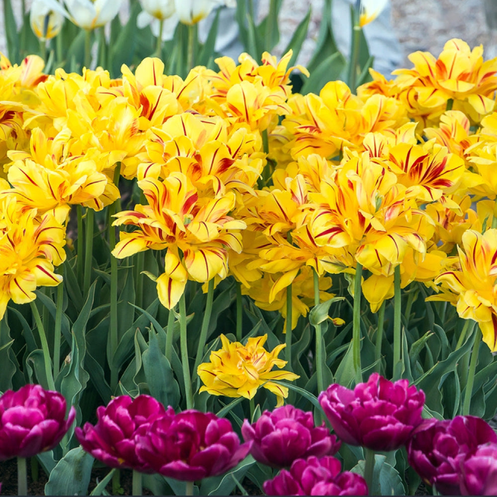 Bulbi Lalele Monsella 6 buc